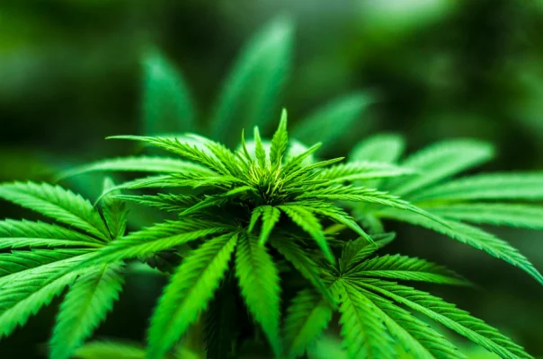Cannabis Legalization
